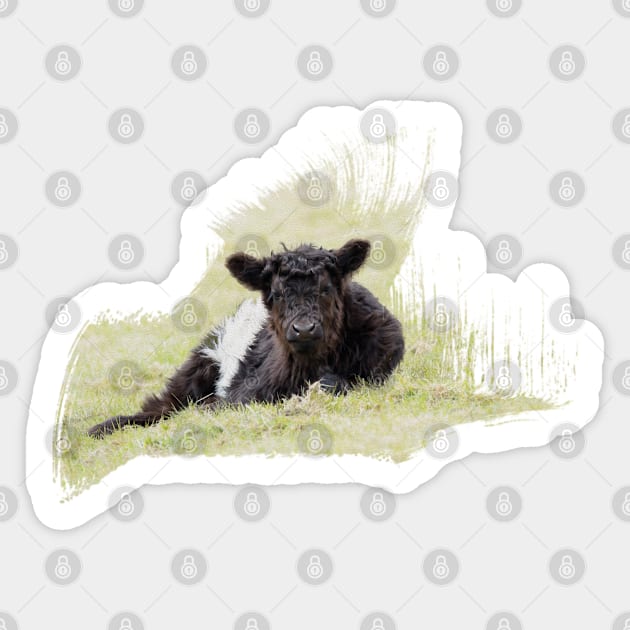 Belted Galloway Calf Sticker by Jane Stanley Photography